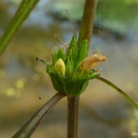 Hygrophila ringens (L.) R.Br. ex Spreng.